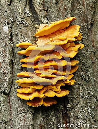 Bracket fungus Laetiporus sulphureus Stock Photo