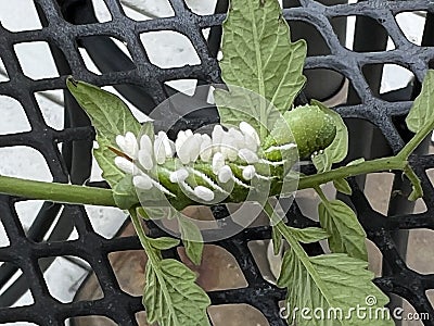 Braconid Wasp Parasite Egg Cocoon on Hornworm Tomato Worm Caterpillar Stock Photo