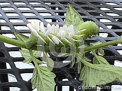 Braconid Wasp Parasite Egg Cocoon on Hornworm Tomato Worm Caterpillar Stock Photo