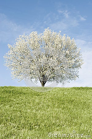 Bradford Pear tree in full bloom Stock Photo