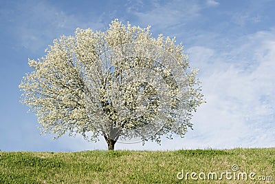 Bradford Pear tree in full bloom Stock Photo