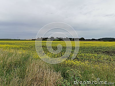 Bradmore across oil seed rape field Stock Photo