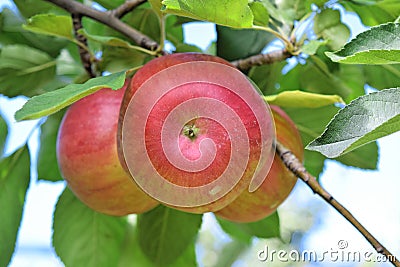 Braeburn and Idared apple orchard in autumn Stock Photo