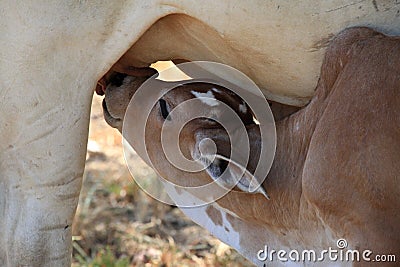 Braham calve eating lunch Stock Photo