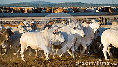 Brahaman cattle in a feedlot Stock Photo