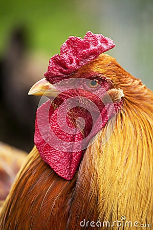 Brahma Domestic Chicken, Breed from India, Cock Stock Photo
