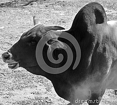 Brahman is an American breed of zebuine beef cattle Stock Photo