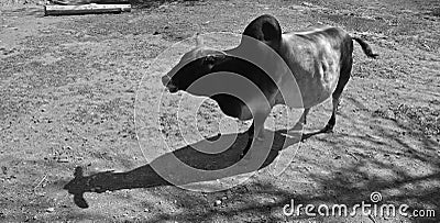 Brahman is an American breed of zebuine beef cattle Stock Photo