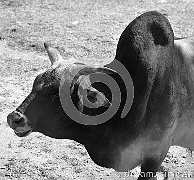 Brahman is an American breed of zebuine beef cattle Stock Photo