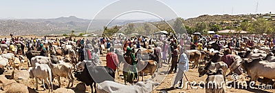 Brahman bull, Zebu and other cattle at one of the largest livestock market in the horn of Africa countries. Babile. Ethiopia. Editorial Stock Photo