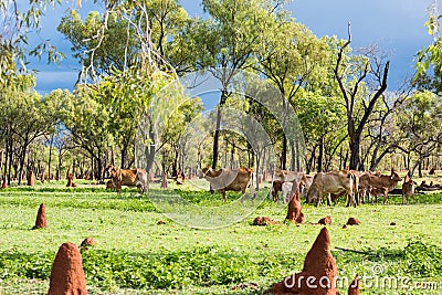 Brahman cattle grazing in the Australian outback Stock Photo