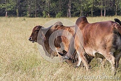 Brahman Cattle grazing Stock Photo