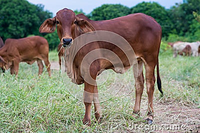 Brahman cattle in a green field Stock Photo