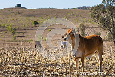 Brahman Cross Cow in Field Stock Photo