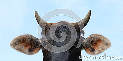 Brahman crossbred beef cow with horns Stock Photo