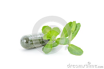 Brahmi or bacopa monnieri isolated on white background Stock Photo