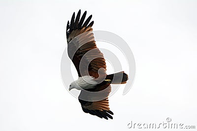 Brahmin kite, Langkawi, Malaysia Stock Photo