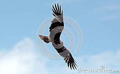 Brahmin kite, Langkawi, Malaysia Stock Photo