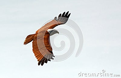 Brahmin kite, Langkawi, Malaysia Stock Photo