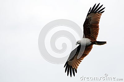 Brahmin kite, Langkawi, Malaysia Stock Photo