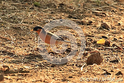 Brahminy myna Stock Photo