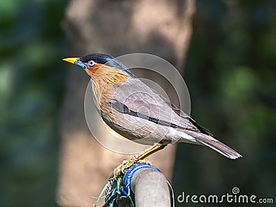 The brahminy myna or brahminy starling (Sturnia pagodarum) is a member of the starling family of birds. Stock Photo