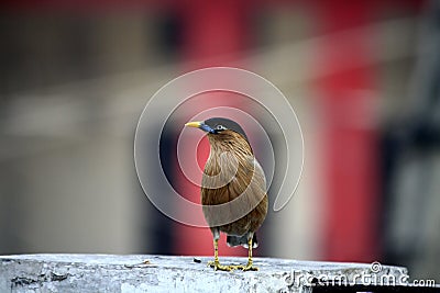 Brahminy Myna (Sturnia pagodarum) searching for food : (pix Sanjiv Shukla) Stock Photo