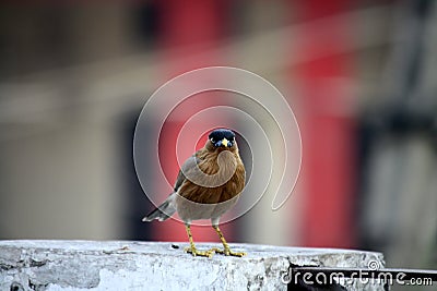 Brahminy Myna (Sturnia pagodarum) searching for food : (pix Sanjiv Shukla) Stock Photo