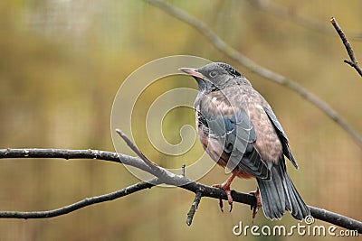 Brahminy starling Stock Photo