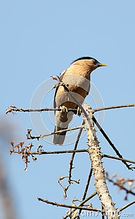 Brahminy starling Stock Photo