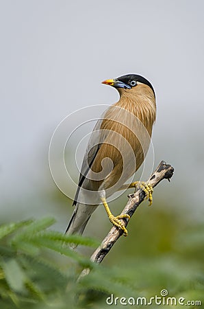 Brahminy starling - bird Stock Photo