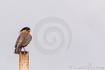 Brahminy starling perched atop a piece of weathered metal, Stock Photo