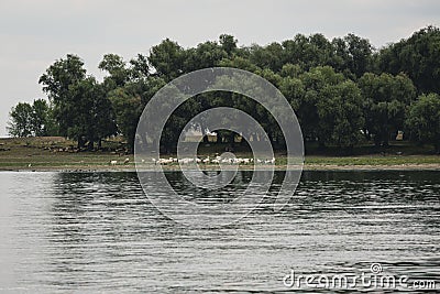 Sheepherder with his goats and sheep on the banks of the Danube river Editorial Stock Photo