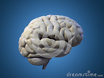 Brain Stock Photo