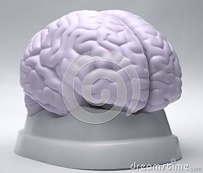 Brain Stock Photo