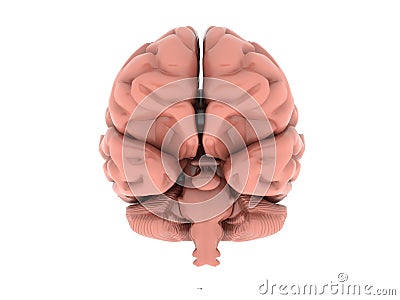 Brain Stock Photo