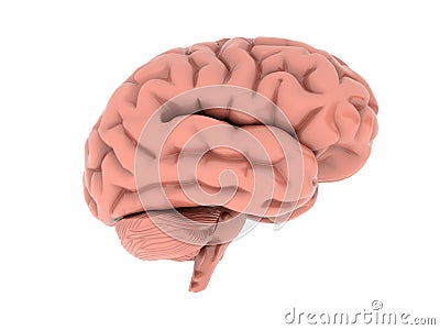 Brain Stock Photo