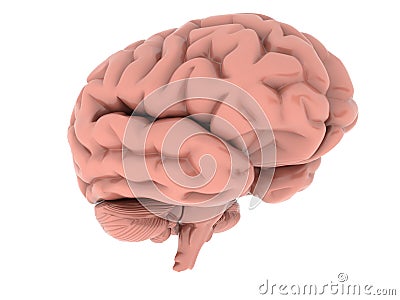 Brain Stock Photo