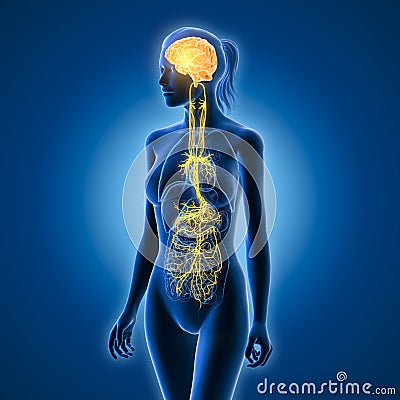 Brain with activated vagus nerve and human organs, medically Illustration Cartoon Illustration