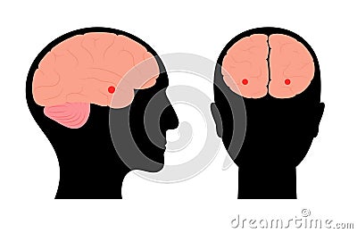 Brain amygdala anatomy Vector Illustration