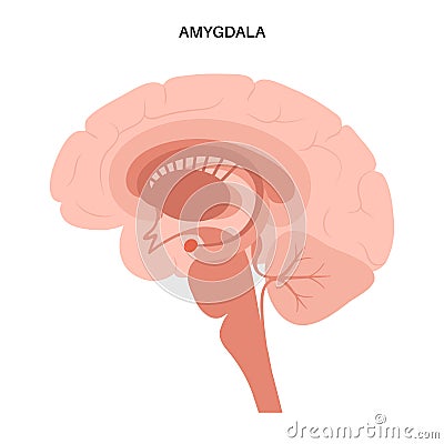 Brain amygdala anatomy Vector Illustration