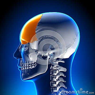 Brain Anatomy - Frontal lobe Stock Photo