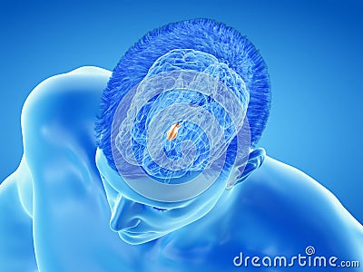 The brain anatomy - the hypothalamus Cartoon Illustration