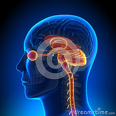 Brain Anatomy - Internal parts Stock Photo