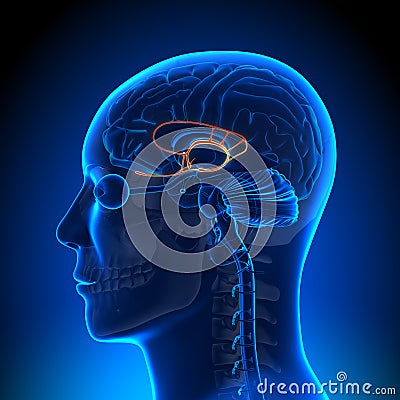 Brain Anatomy - Limbic System Stock Photo