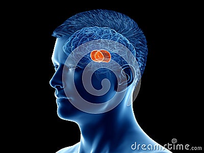 The brain anatomy - the thalamus Cartoon Illustration