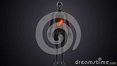 male human body stomach anatomy system. 3d illustration Stock Photo