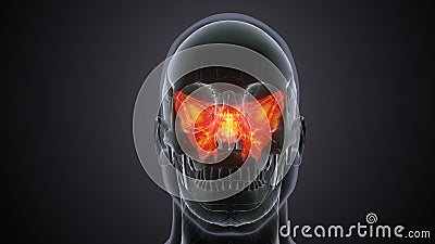 human male nerves anatomy system. 3d illustration Stock Photo