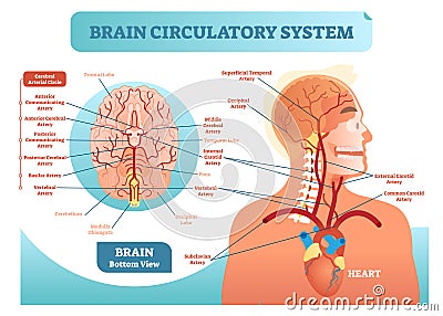 Brain circulatory system anatomical vector illustration diagram. Human brain blood vessel network scheme. Vector Illustration