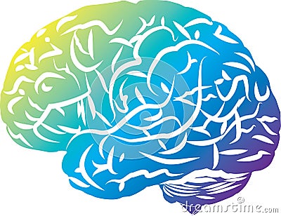 Brain Vector Illustration